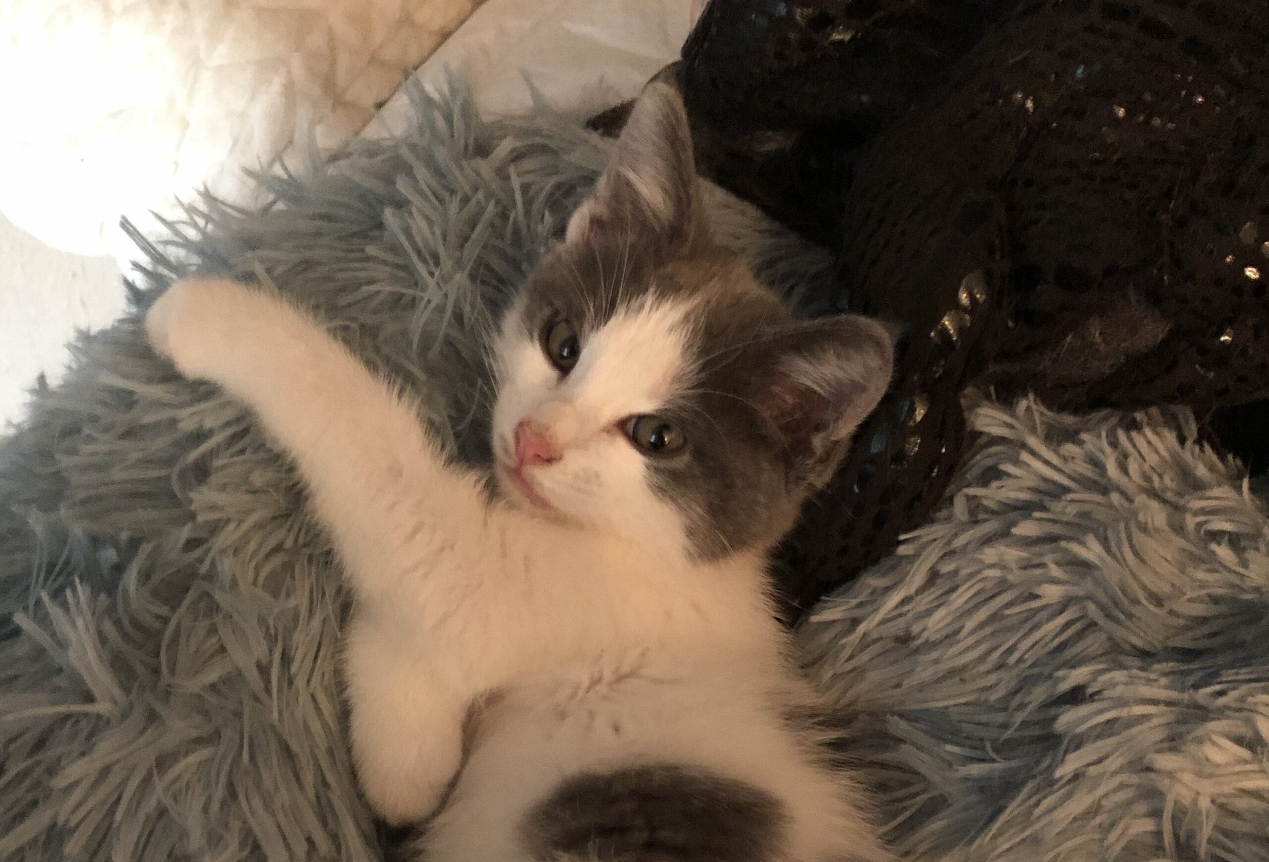 Little Beans