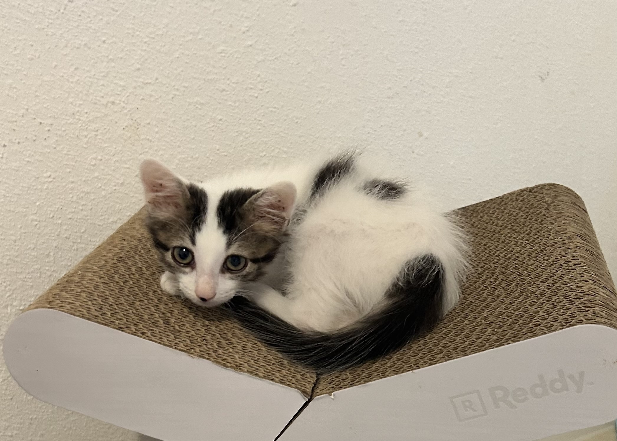 Little Bobby