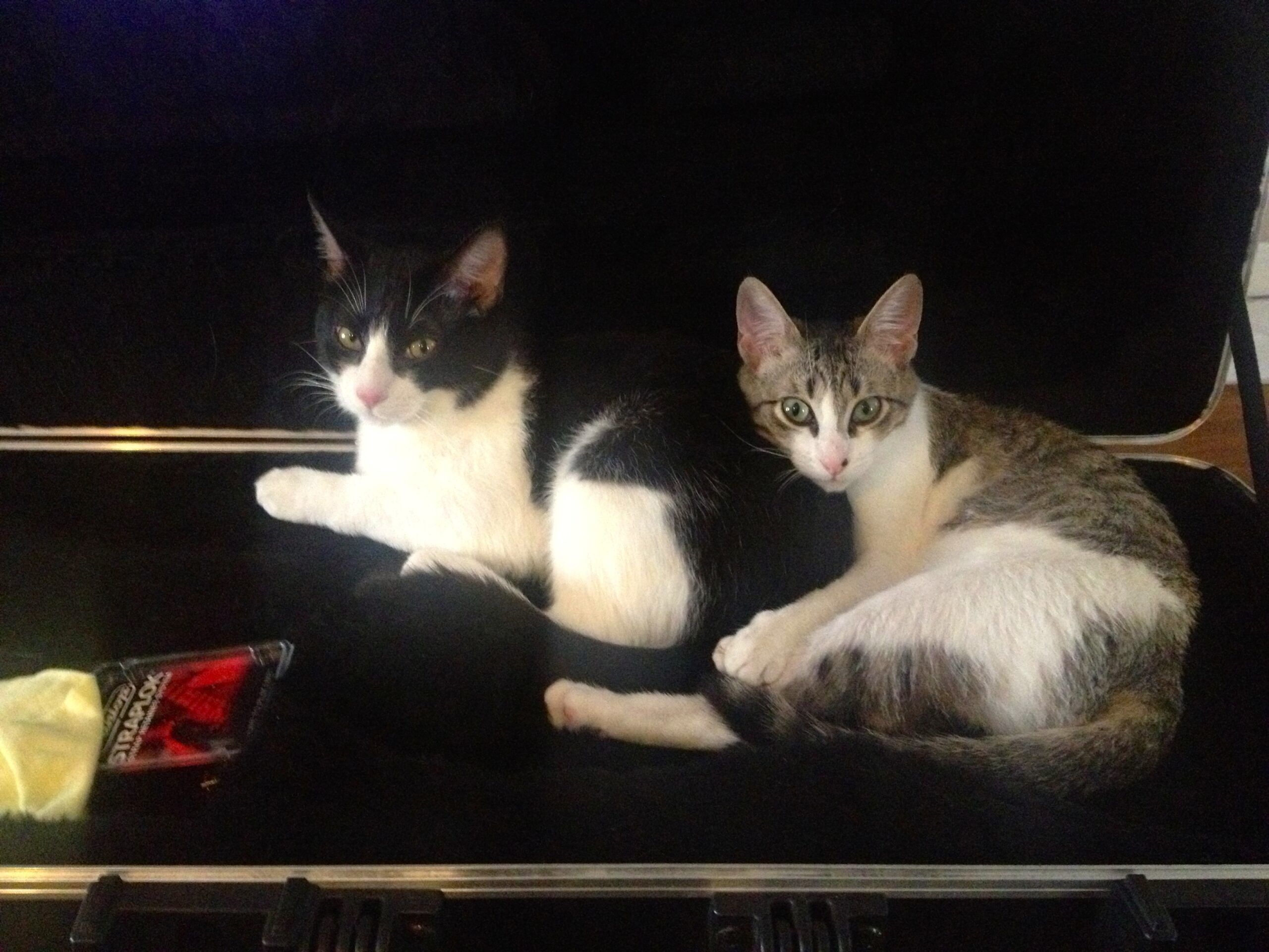 Pepe and Mimi 2